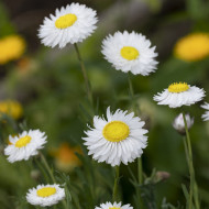 Acroclinium (Helipterum) Blanche
