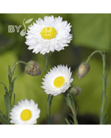 Acroclinium (Helipterum) Blanche
