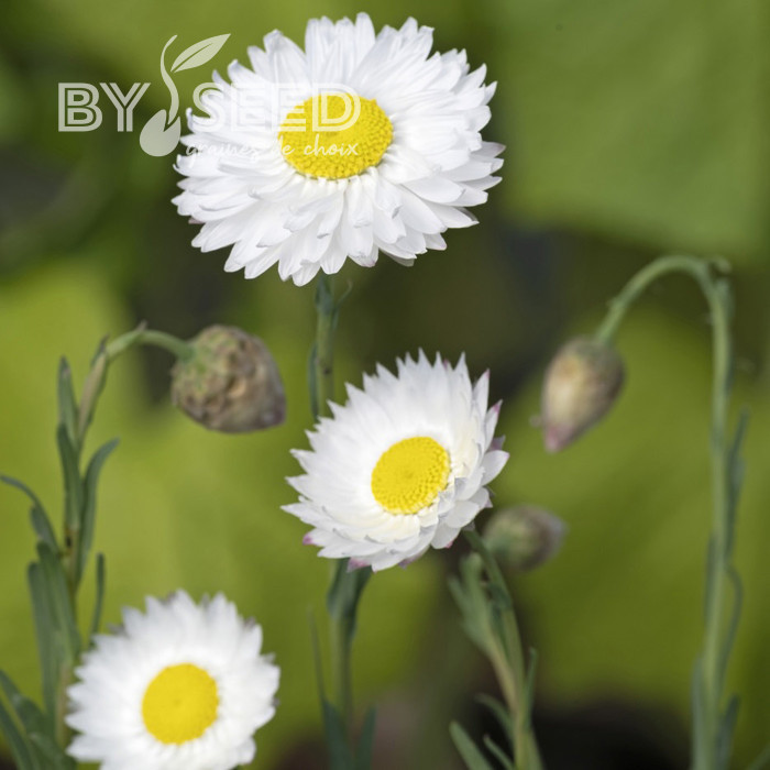 Acroclinium (Helipterum) Blanche