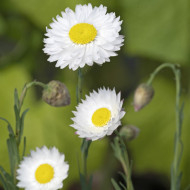 Acroclinium (Helipterum) Blanche