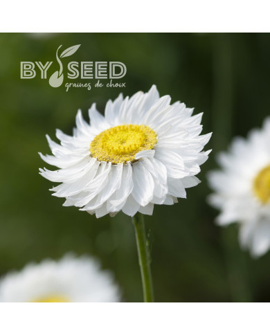 Acroclinium (Helipterum) Blanche