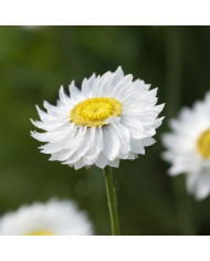 Acroclinium (Helipterum) Goliath