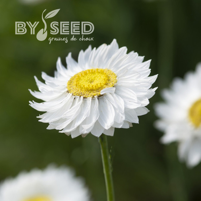 Acroclinium (Helipterum) Blanche