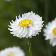 Acroclinium (Helipterum) Blanche