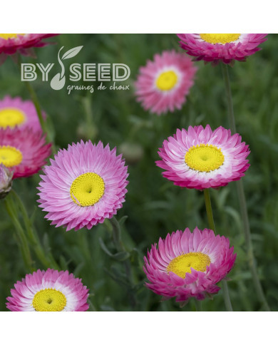 Acroclinium (Helipterum) Goliath