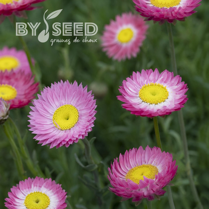 Acroclinium (Helipterum) Goliath