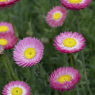 Acroclinium (Helipterum) Goliath