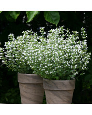 Calamintha nepeta Marvelette Blue