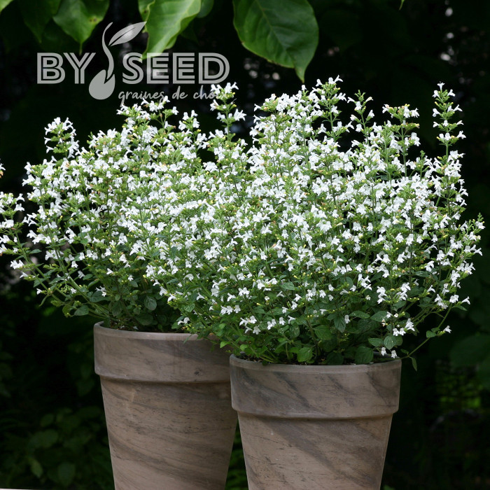 Calamintha nepeta Marvelette White