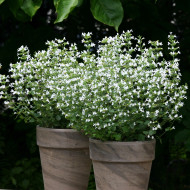 Calamintha nepeta Marvelette White