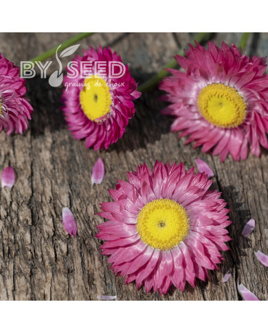 Acroclinium (Helipterum) Goliath