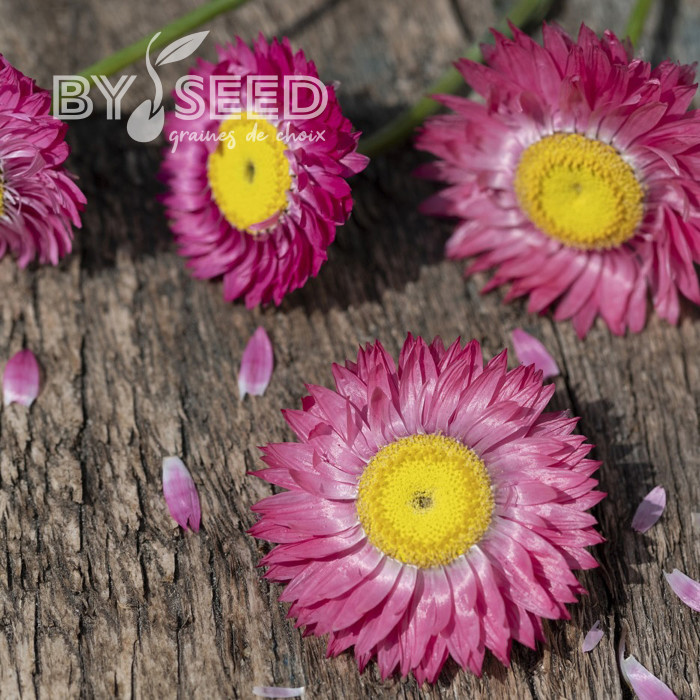 Acroclinium (Helipterum) Goliath