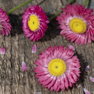 Acroclinium (Helipterum) Goliath