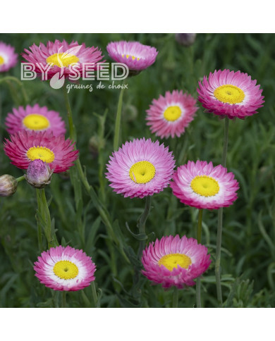 Acroclinium (Helipterum) Goliath