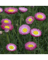 Acroclinium (Helipterum) Blanche