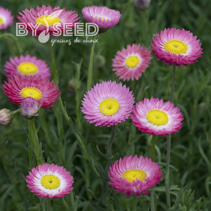 Acroclinium (Helipterum) Goliath