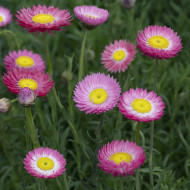 Acroclinium (Helipterum) Goliath