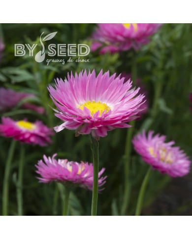 Acroclinium (Helipterum) Goliath