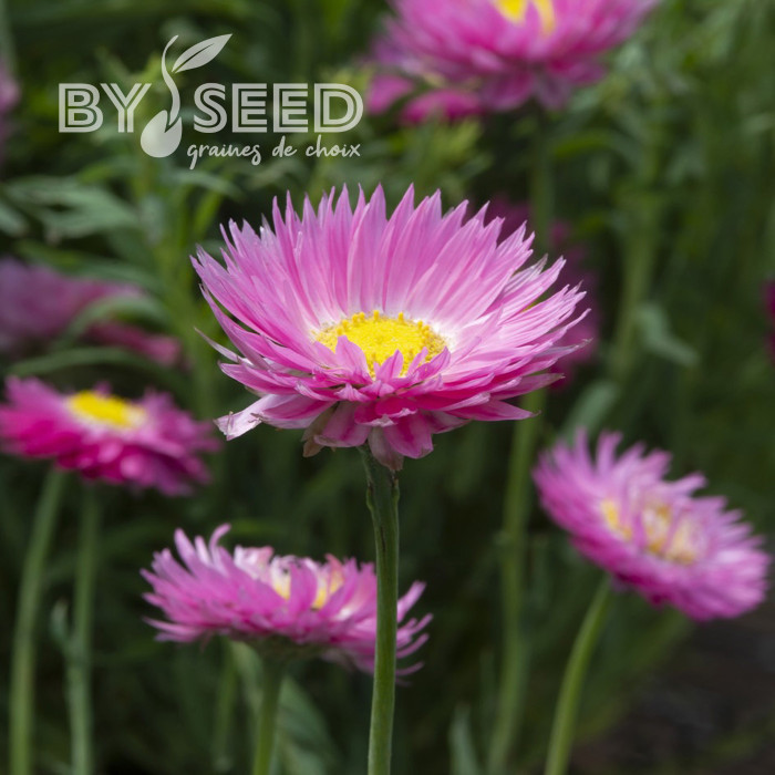 Acroclinium (Helipterum) Goliath