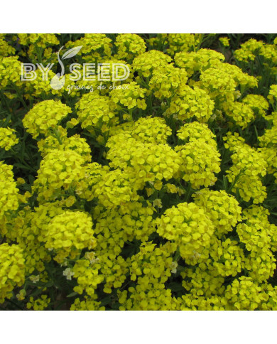 Alysse montanum Moutain Gold