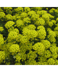 Amarante Prince's Feather BIO