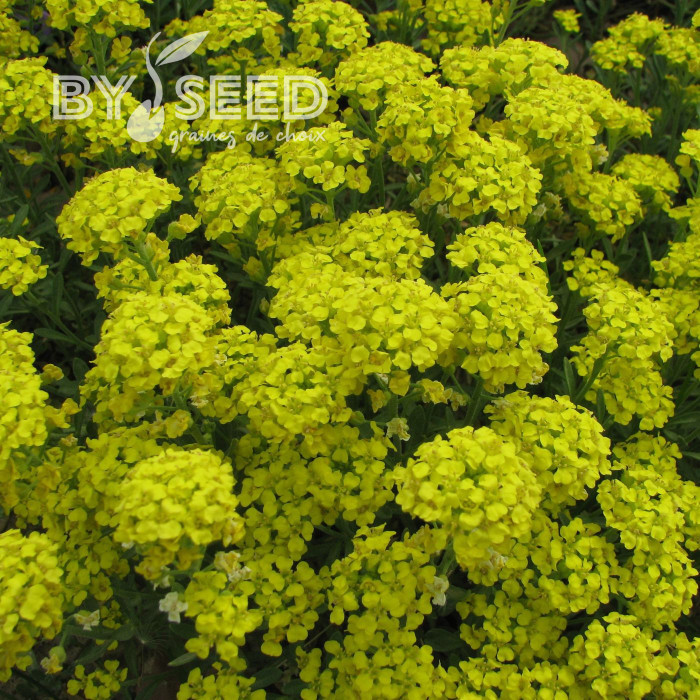 Alysse montanum Moutain Gold