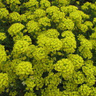 Alysse montanum Moutain Gold