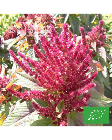 Amarante Prince's Feather BIO