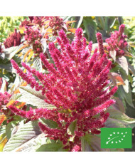 Amarante Queue de Renard Red & green Mix