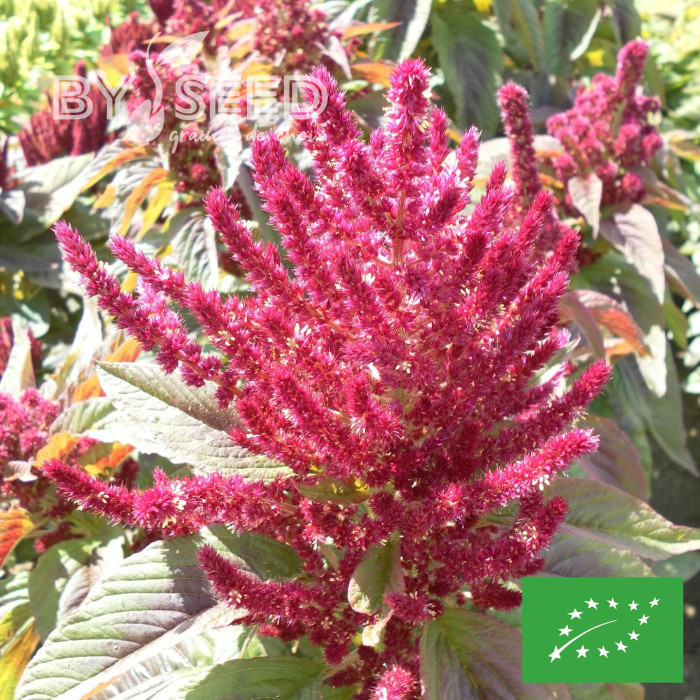 Amarante Prince's Feather BIO