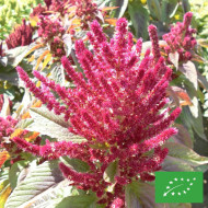 Amarante Prince's Feather BIO