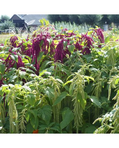 Amarante Queue de Renard Red & green Mix