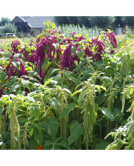 Arabis blepharophylla Rose Delight