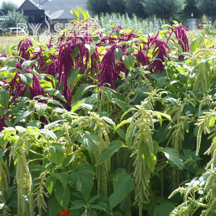 Amarante Queue de Renard Red & green Mix