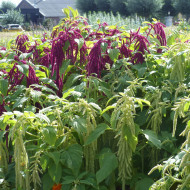 Amarante Queue de Renard Red & green Mix
