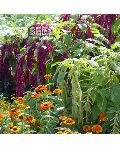 Amarante Queue de Renard Red & green Mix