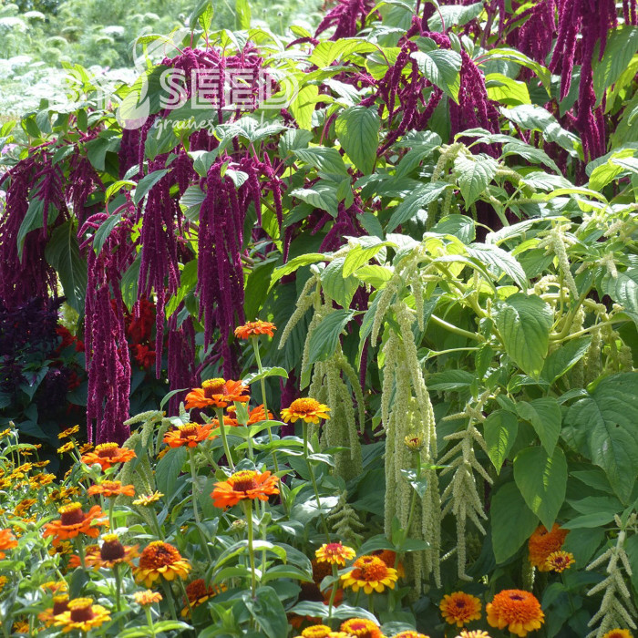 Amarante Queue de Renard Red & green Mix