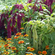 Amarante Queue de Renard Red & green Mix