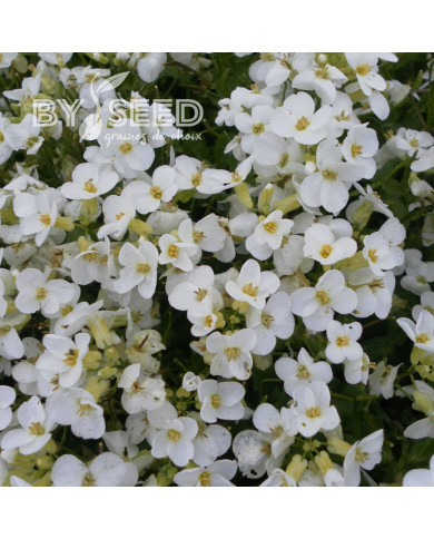 Arabis caucasica Snowball