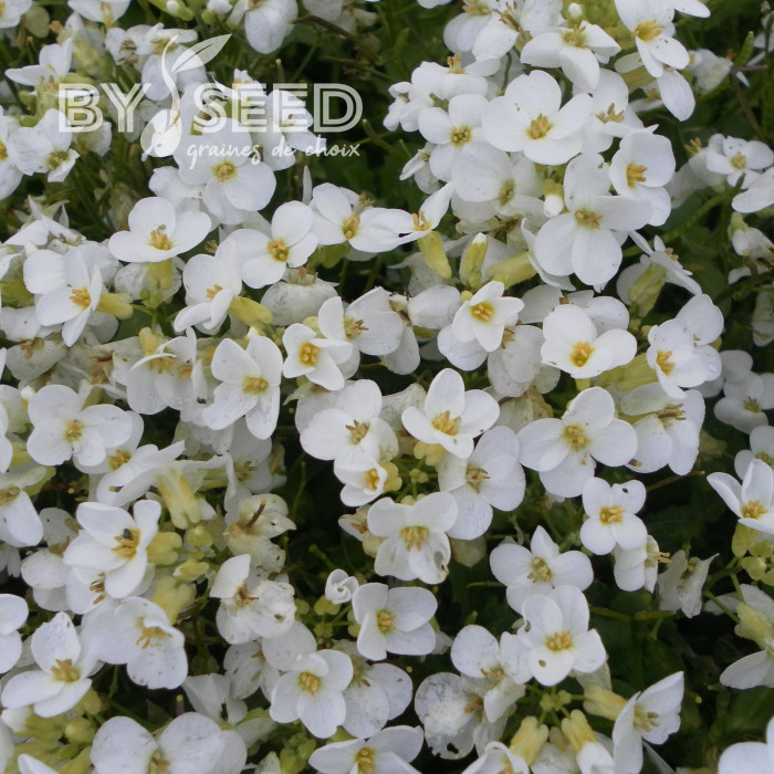 Arabis caucasica Snowball