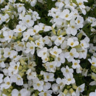 Arabis caucasica Snowball
