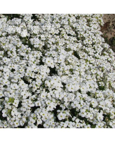 Arabis caucasica Snowball
