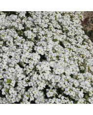 Asclepias incarnata White