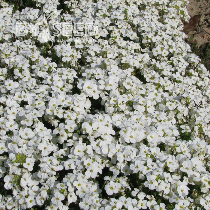 Arabis caucasica Snowball