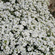 Arabis caucasica Snowball