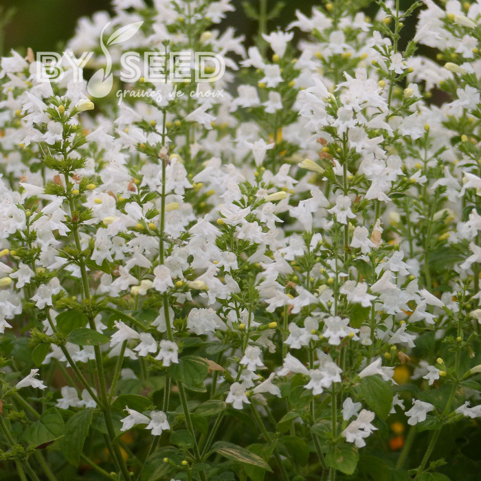 Calamintha nepeta Marvelette White