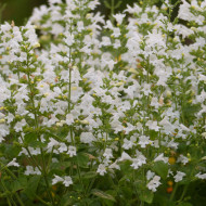 Calamintha nepeta Marvelette White