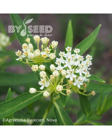 Asclepias incarnata White