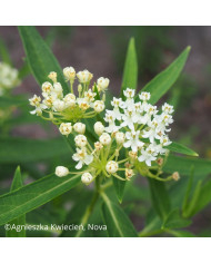 Arabis caucasica Snowball