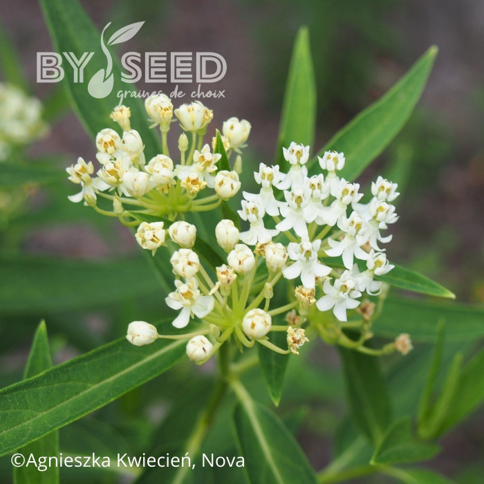 Asclepias incarnata White